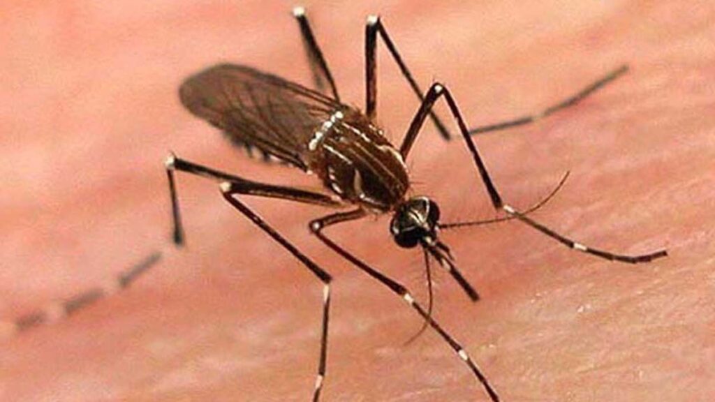 Cases Of Dengue Fever On The Rise In Switzerland