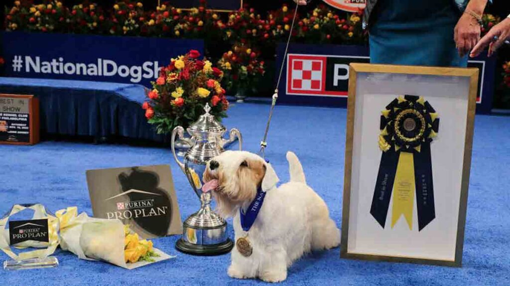 Stache The Sealyham Terrier Wins The National Dog Show